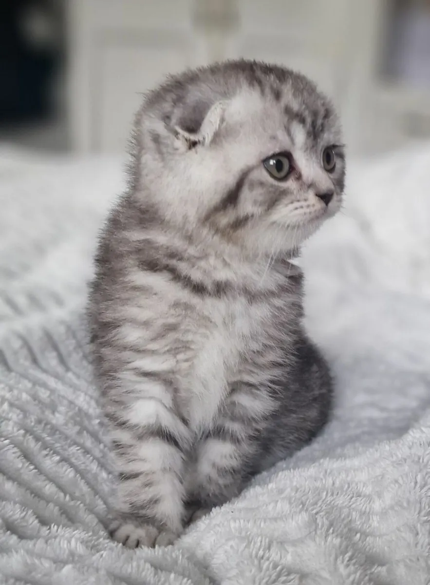 Kitten - Image 4