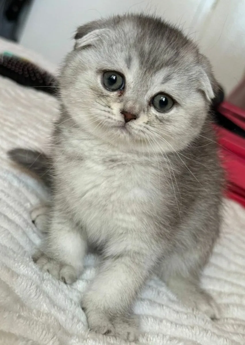Scottish fold and straight kittens - Image 4