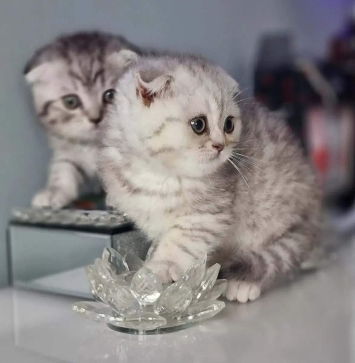 Kitten - Image 1