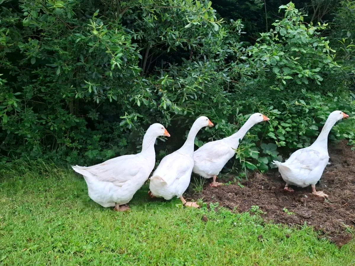 Geese - Image 2