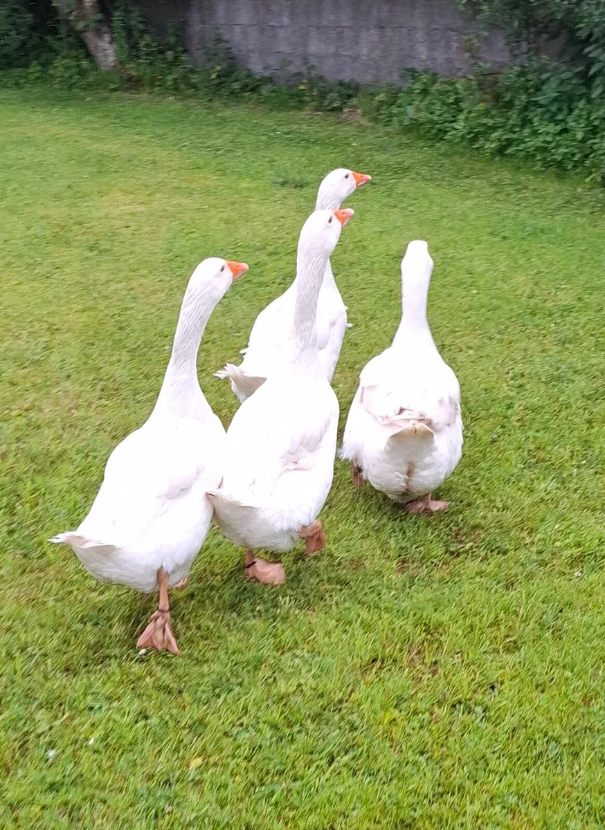 Geese - Image 3
