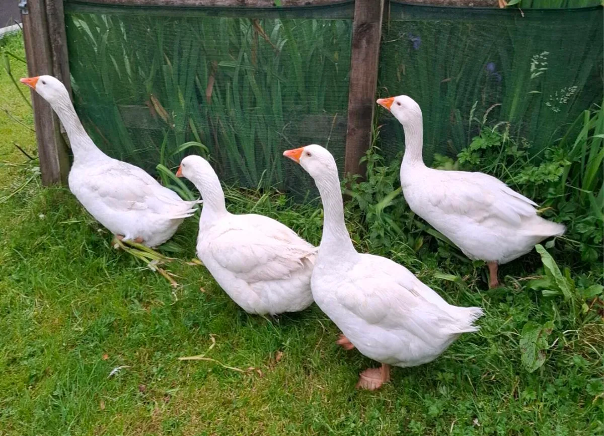 Geese - Image 1