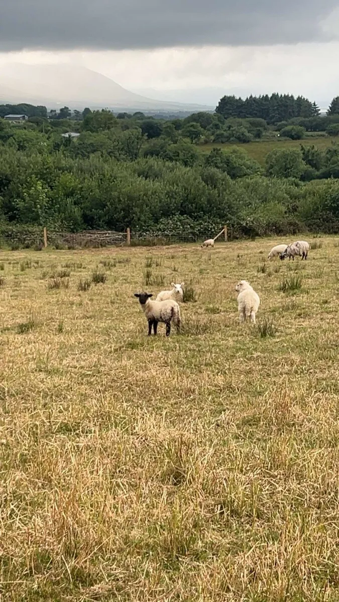 Lambs and culls wanted - Image 1