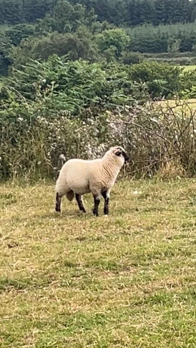 Lambs and culls wanted - Image 2