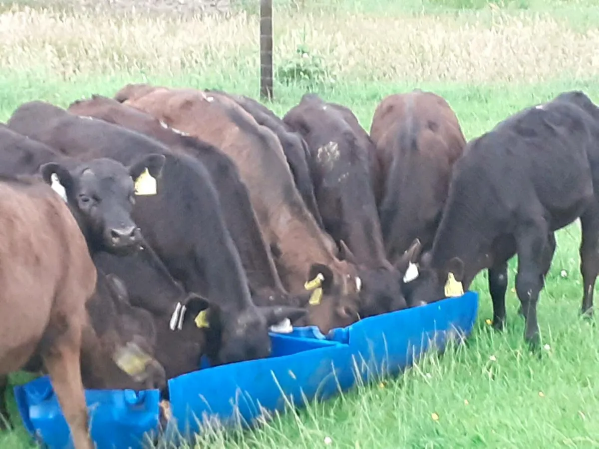 Angus Heifer Grass Calves - Image 1