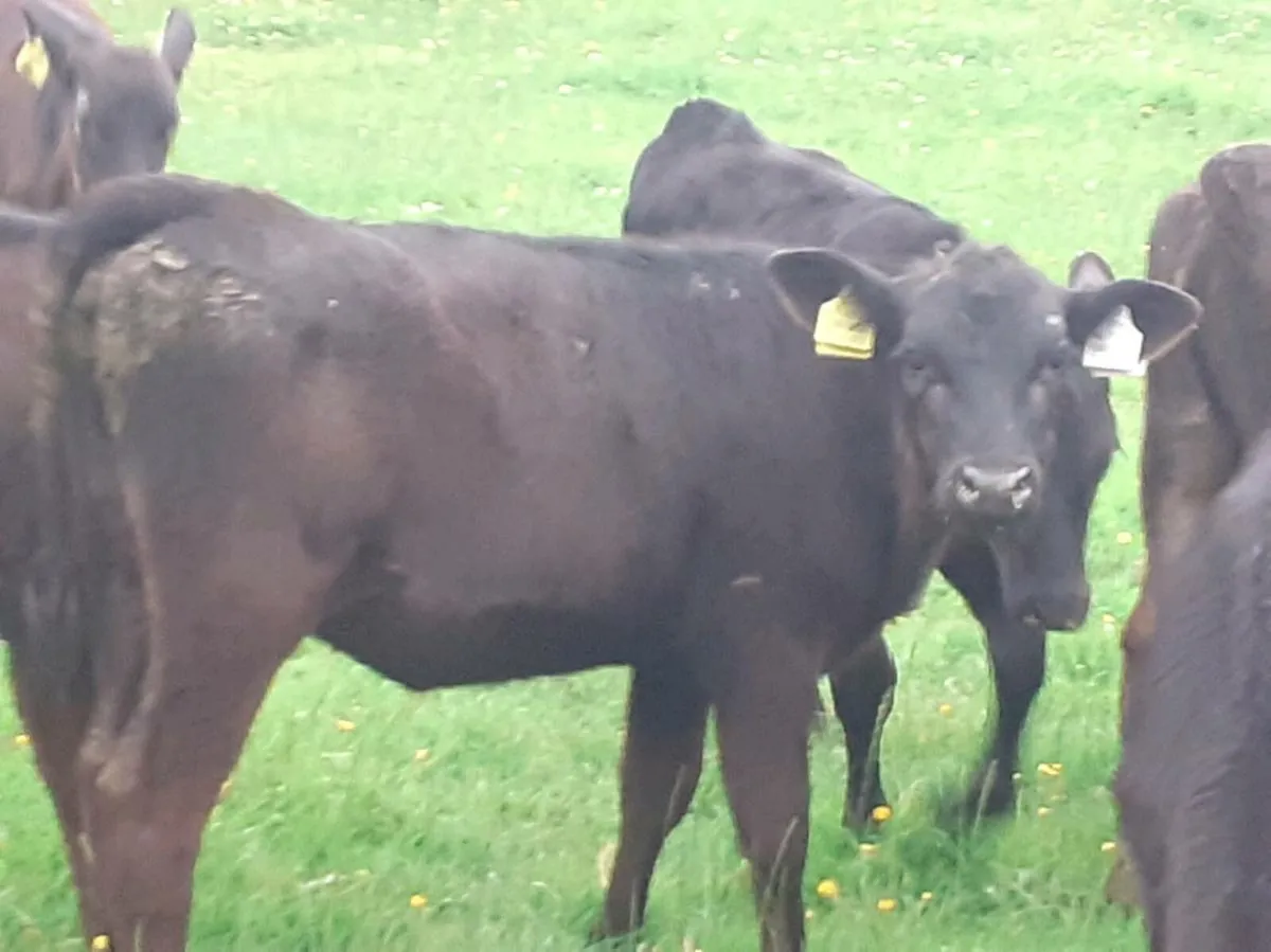 Angus Heifer Grass Calves - Image 2
