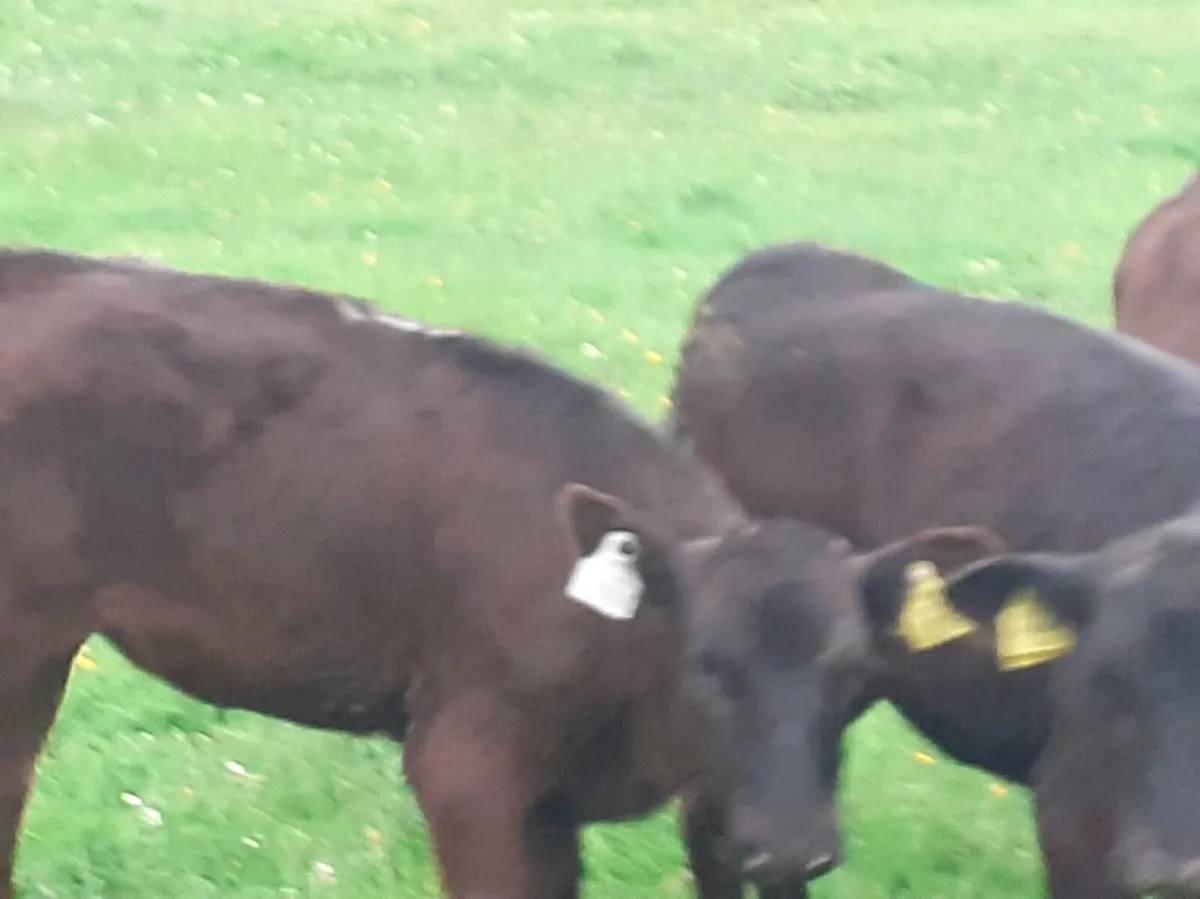 Angus Heifer Grass Calves - Image 3