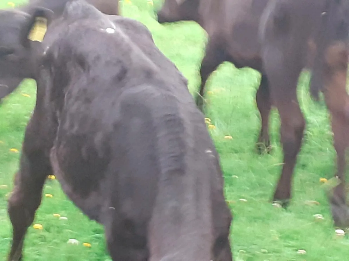 Angus Heifer Grass Calves - Image 4