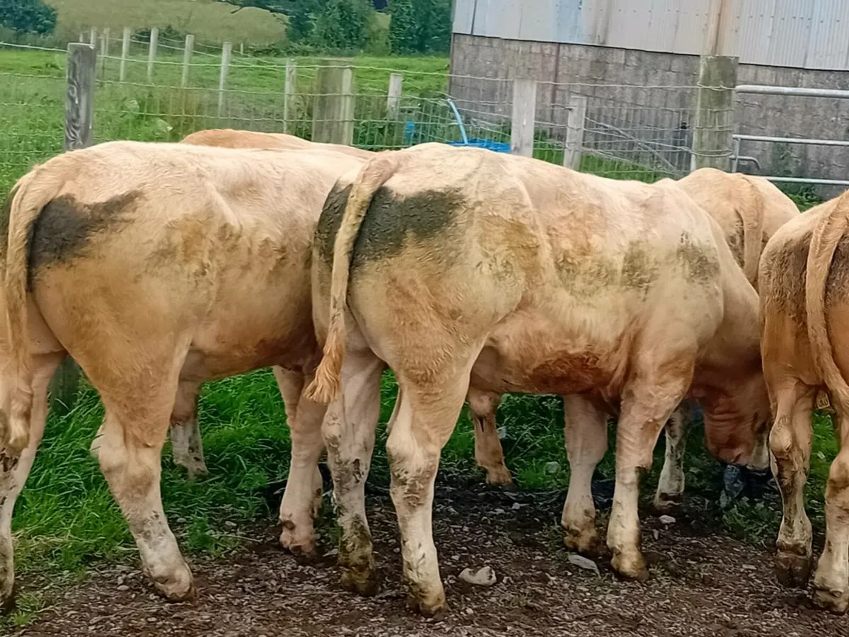 6 Smashing Golden Charlaois Bullocks - Image 1