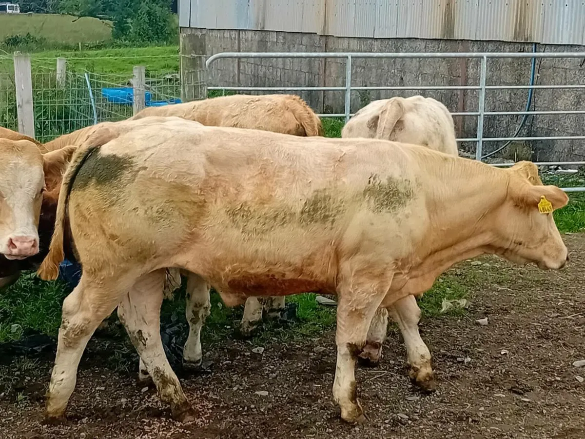 6 Smashing Golden Charlaois Bullocks - Image 2