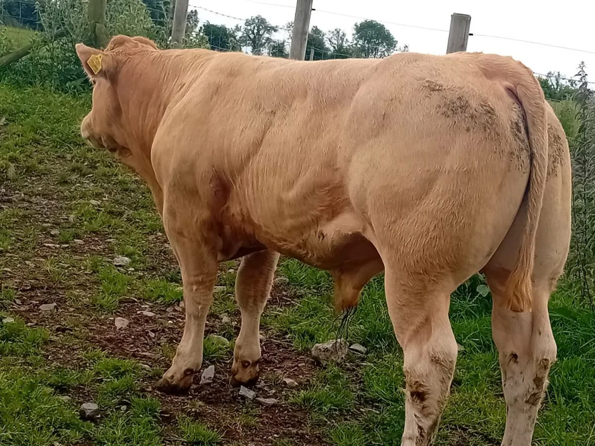 6 Smashing Golden Charlaois Bullocks - Image 3
