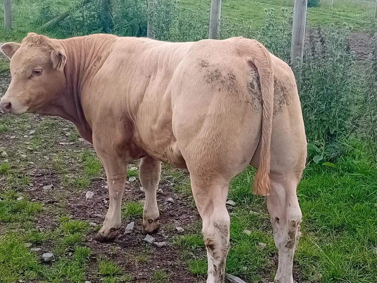 6 Smashing Golden Charlaois Bullocks - Image 4