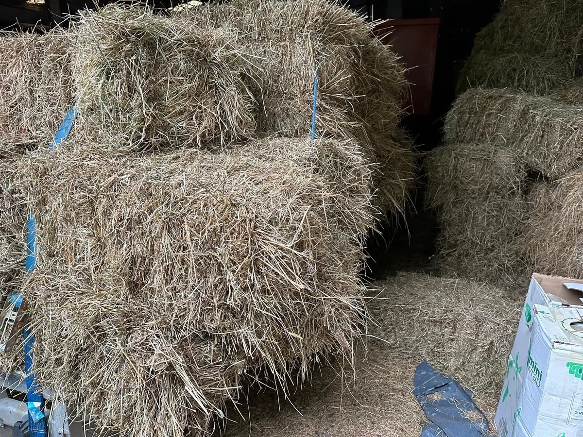 Small square bales of hay and haylage - Image 2