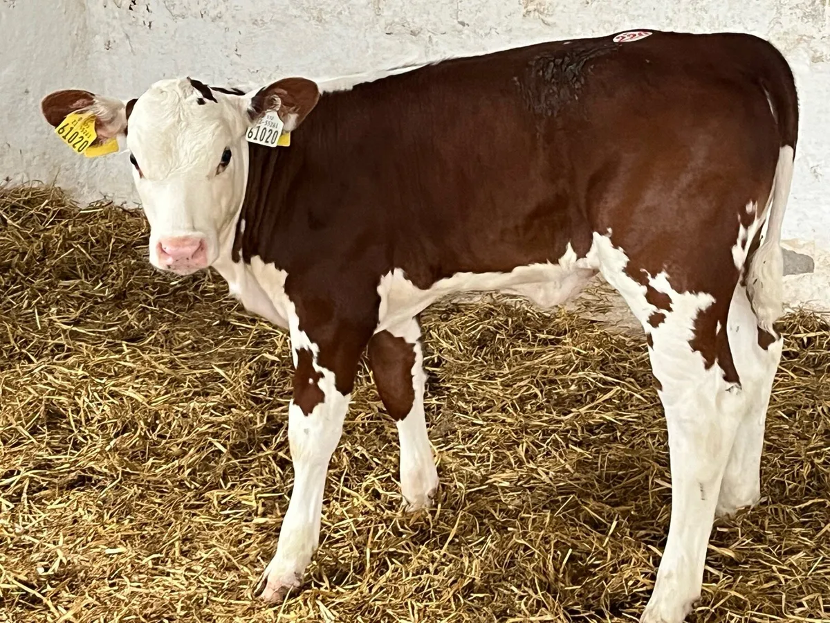 Serious Suckler Bred Red HE Heifer Calf