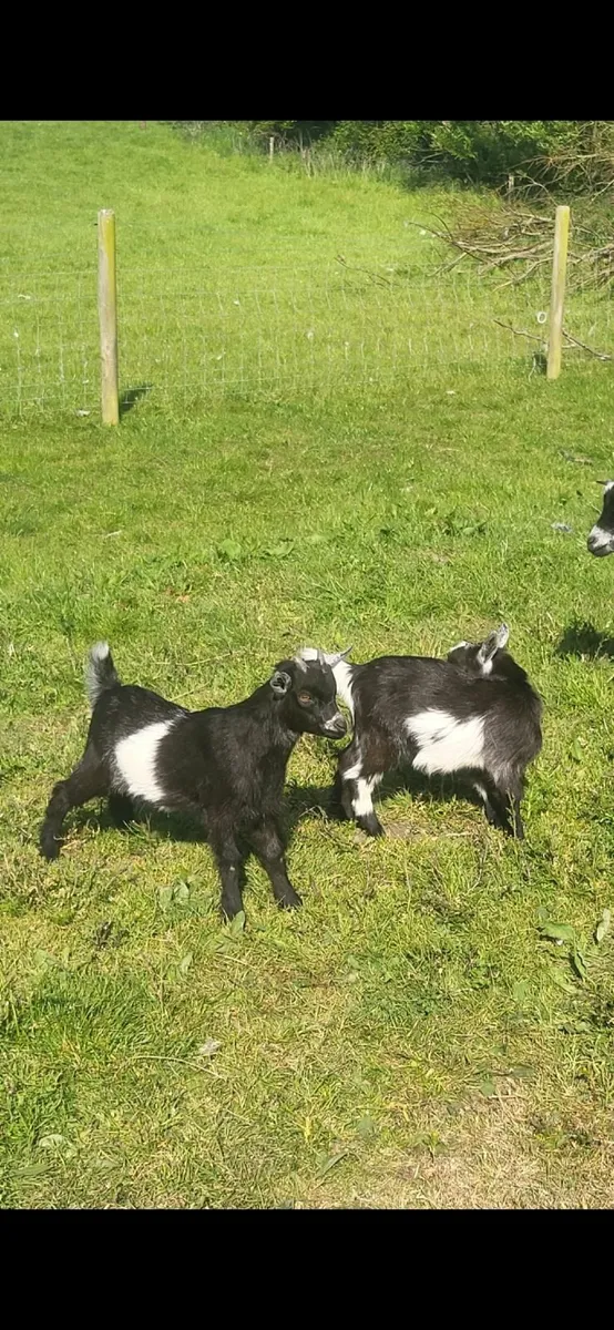 Pygmy Goat Kids - Image 2