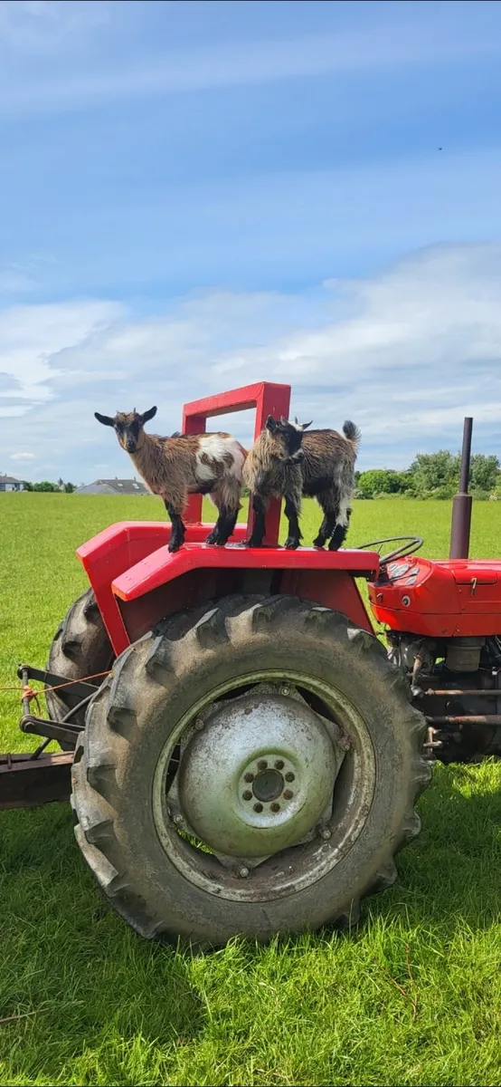 Pygmy Goat Kids - Image 3