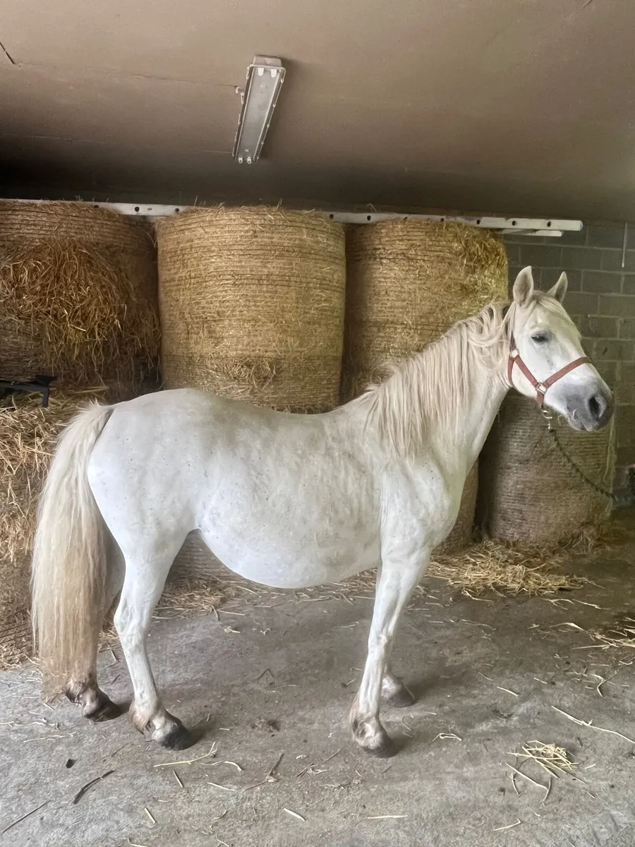 Class one top bred mare by Kingstown boy in foal - Image 3