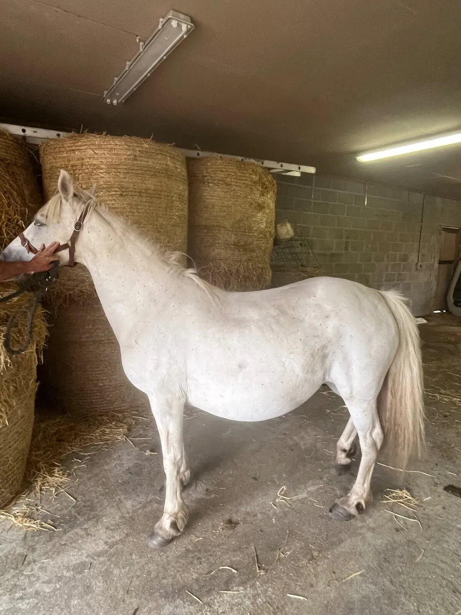 Class one top bred mare by Kingstown boy in foal - Image 2