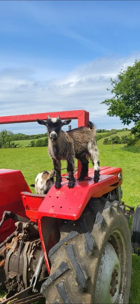 Pygmy Goat Kids - Image 1