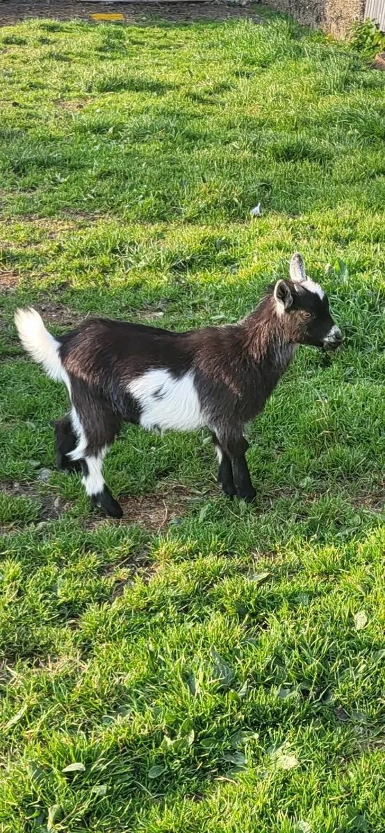 Pygmy Goat Kids - Image 4