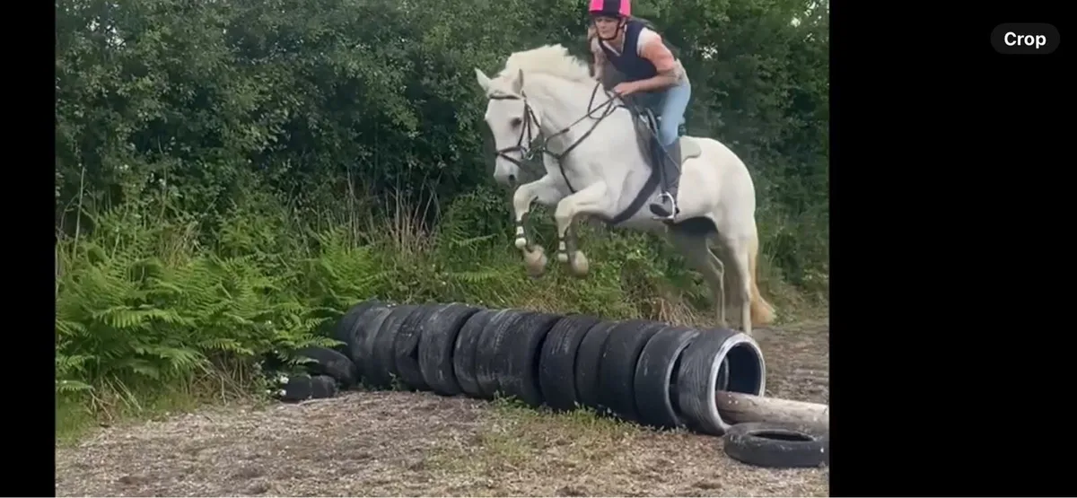 Class 1 Connemara mare - Image 2