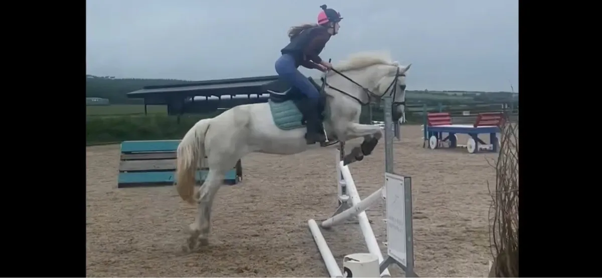 Class 1 Connemara mare - Image 4