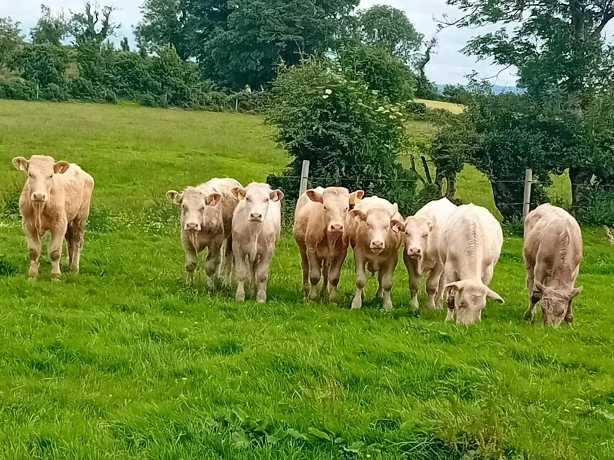 9 lovely Charlaois Bullocks - Image 1