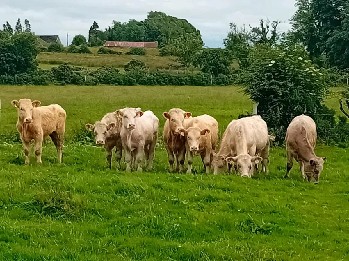9 lovely Charlaois Bullocks - Image 2
