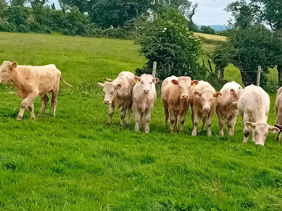 9 lovely Charlaois Bullocks - Image 3