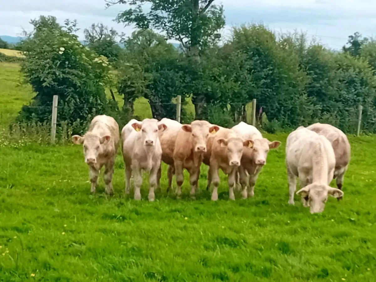 9 lovely Charlaois Bullocks - Image 4