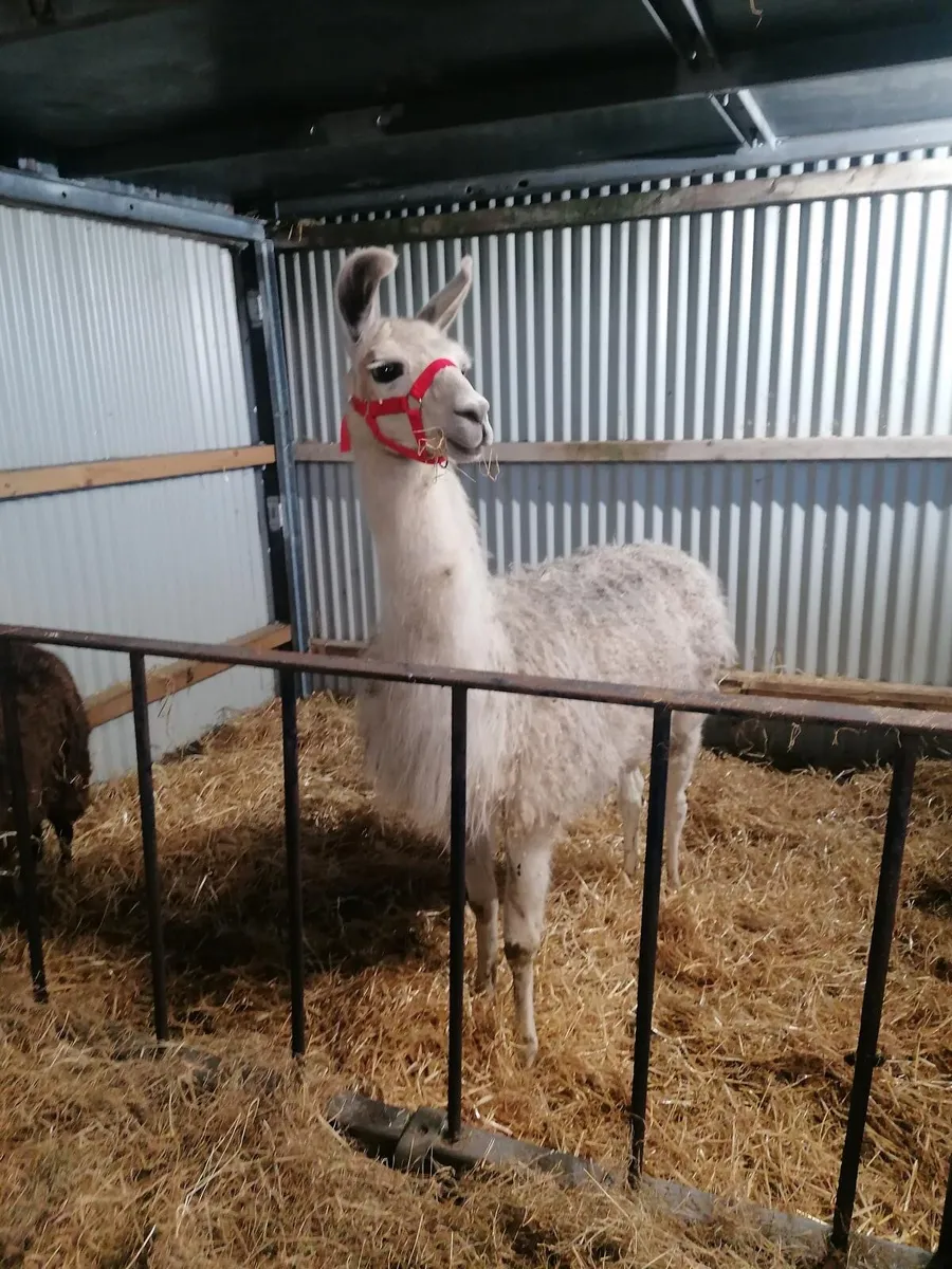 Llamas - Image 1