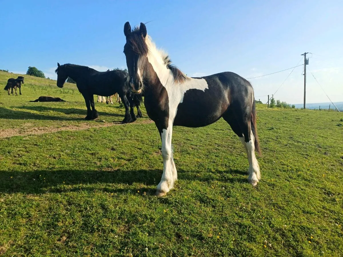 Half Friesian Filly - Image 1