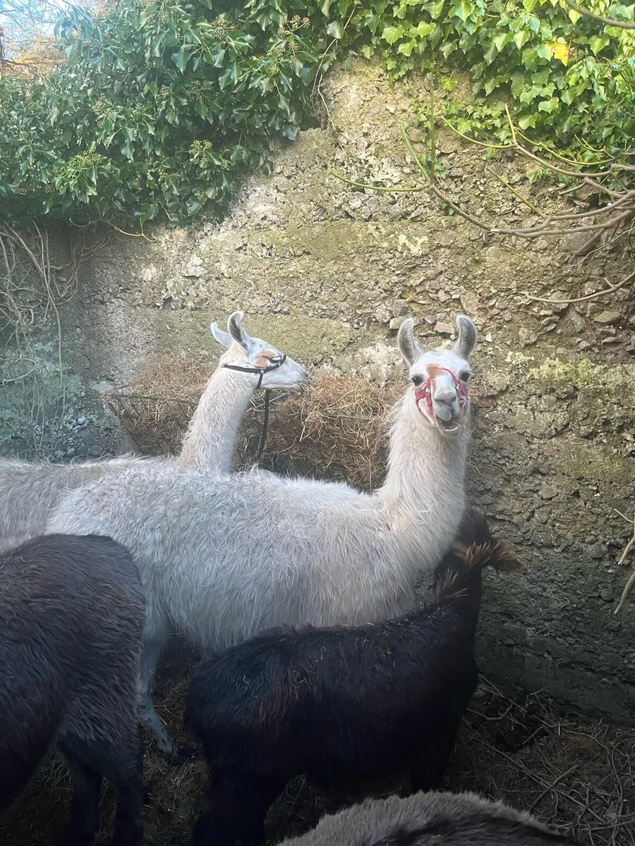 Llamas - Image 2