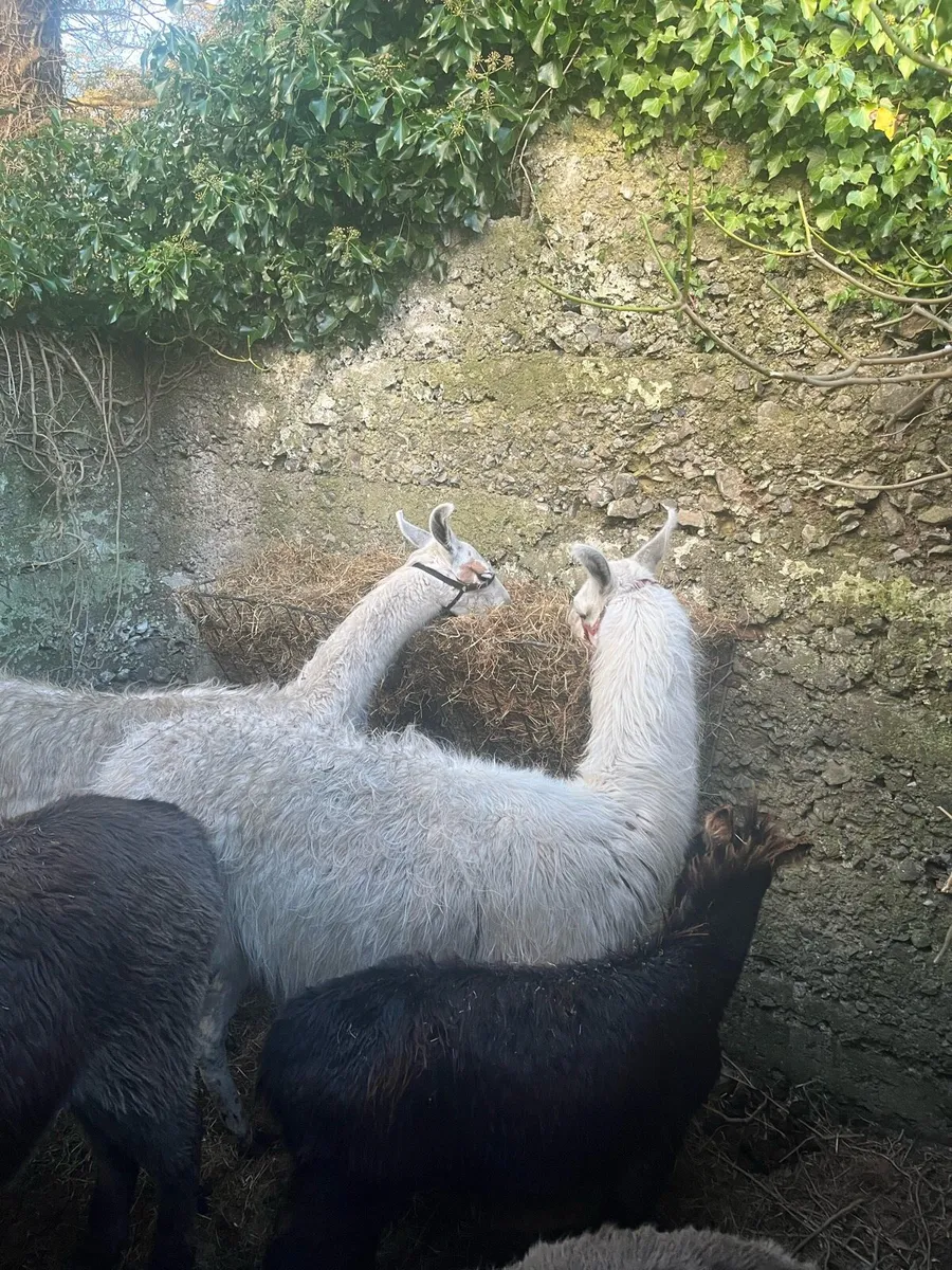 Llamas - Image 3