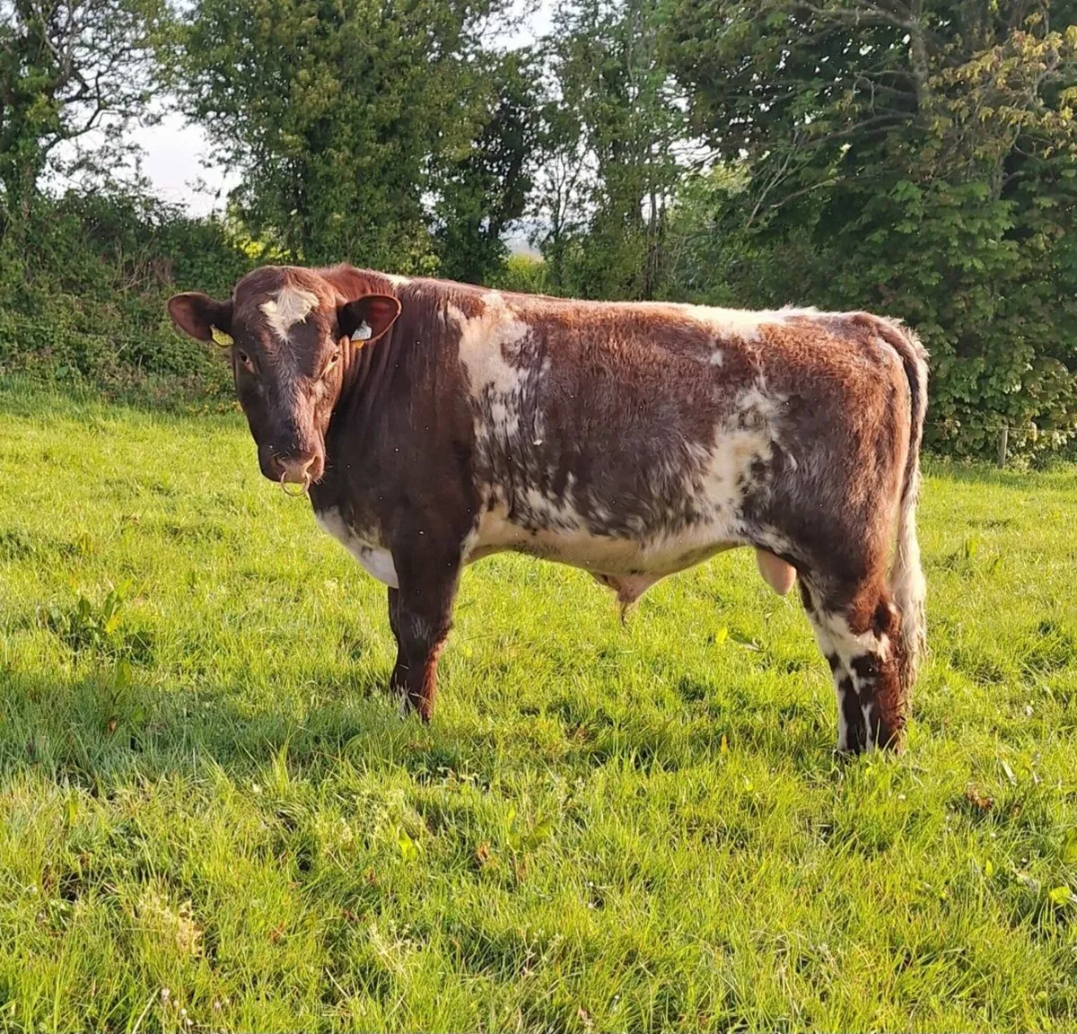 Bull - Image 1