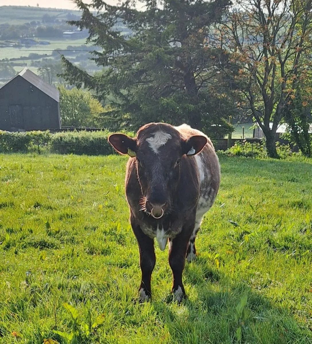 Bull - Image 2