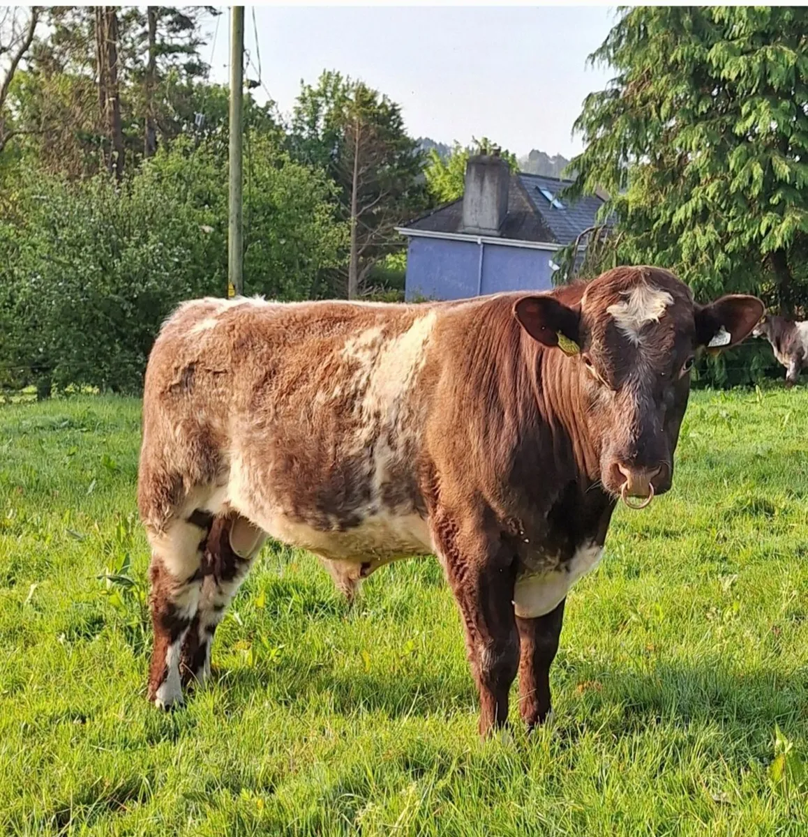 Bull - Image 3