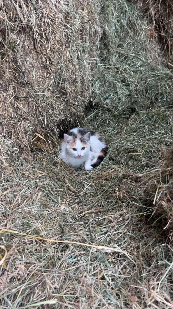 Female kitten