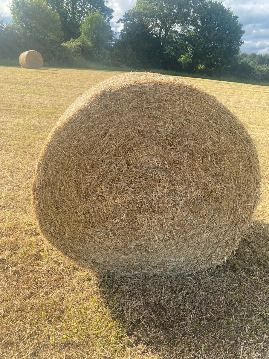 Hay for sale - Image 1