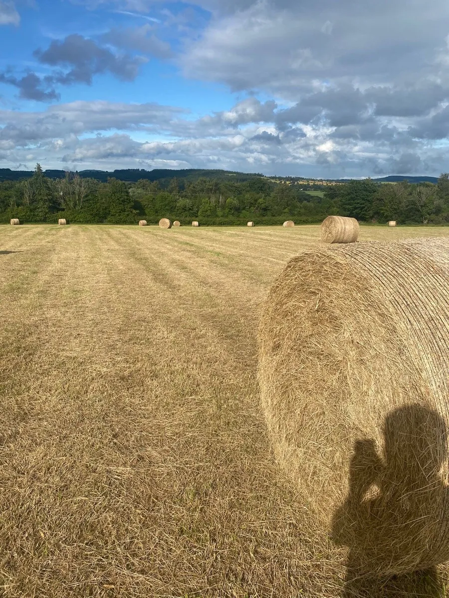 Hay for sale - Image 2