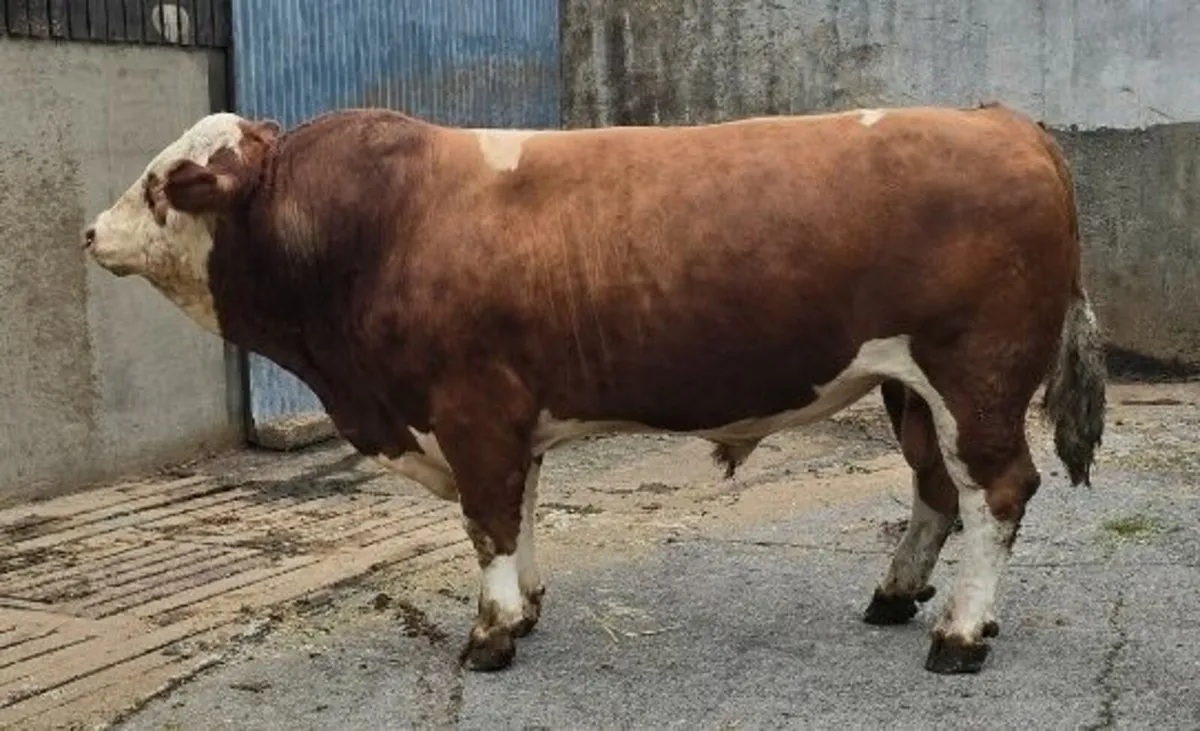 Super Breeding Pedigree Simmental Bull - Image 2