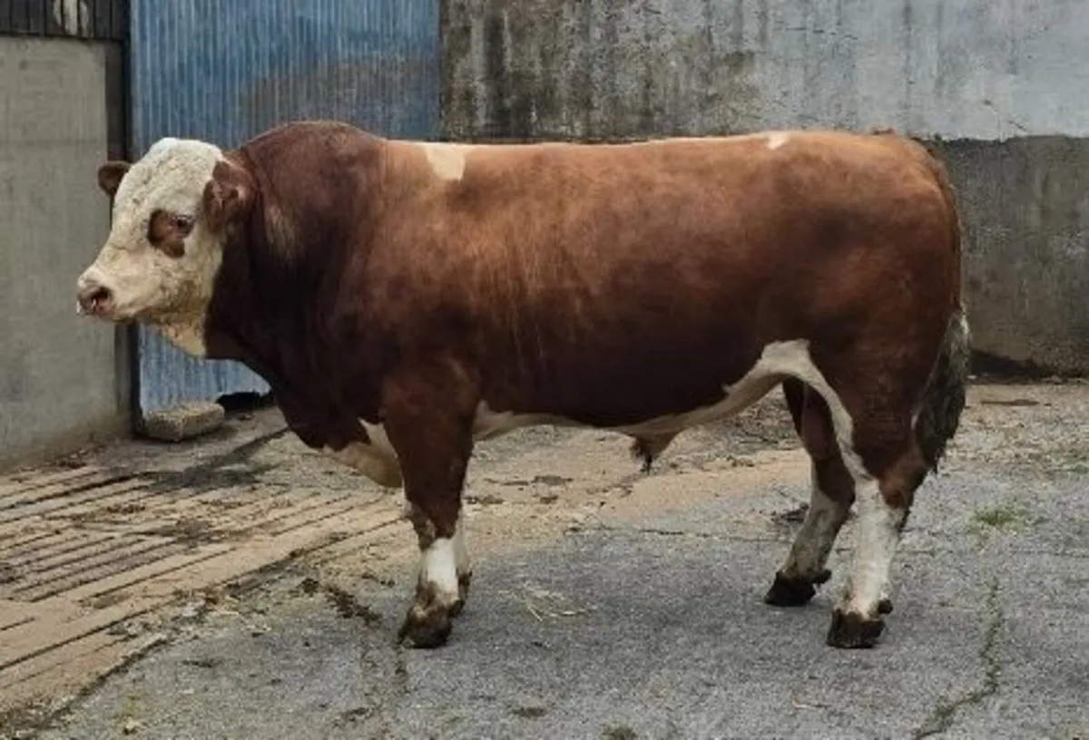 Super Breeding Pedigree Simmental Bull - Image 1