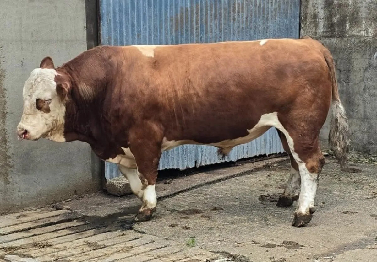 Super Breeding Pedigree Simmental Bull - Image 3