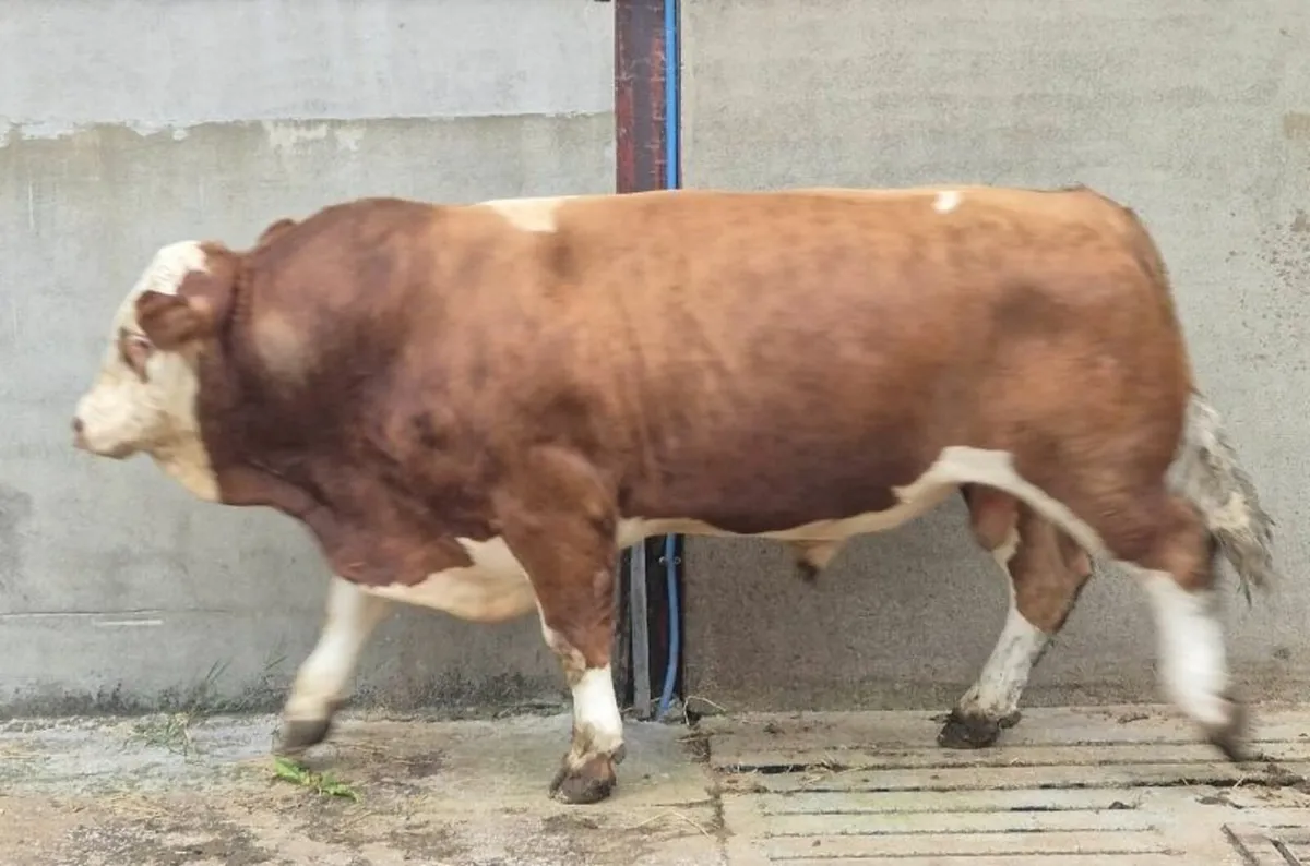 Super Breeding Pedigree Simmental Bull - Image 4