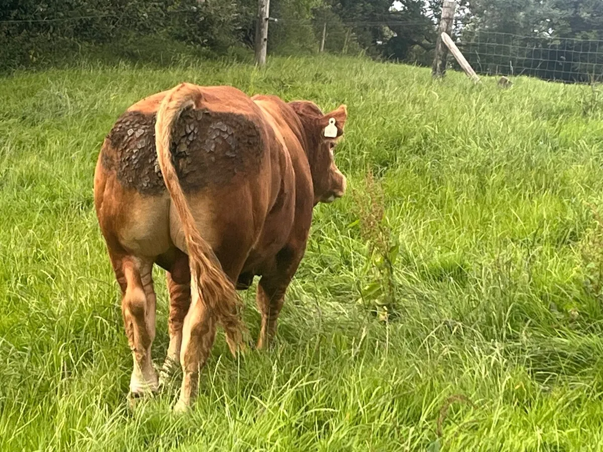 Limousin Bull - Image 2