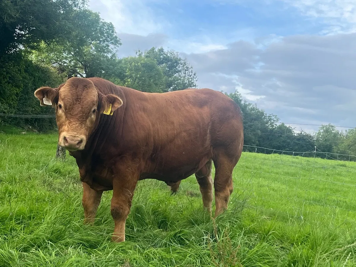 Limousin Bull - Image 4