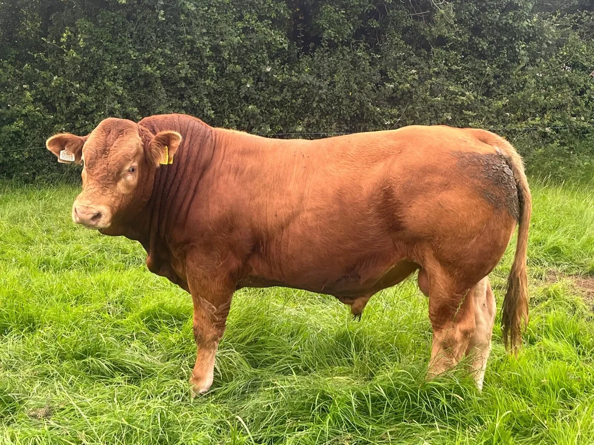 Limousin Bull - Image 1