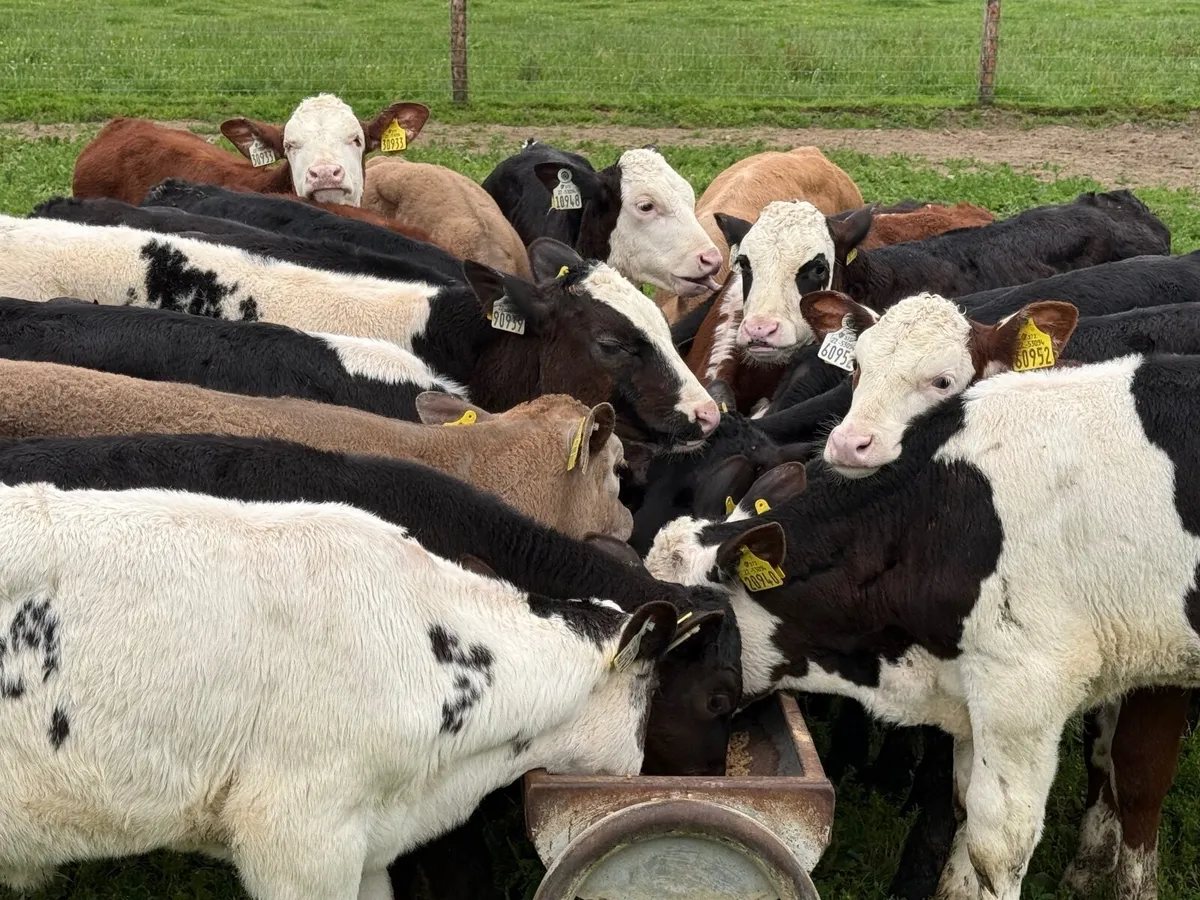 28 REARED CALVES ( HOMEBRED) - Image 2