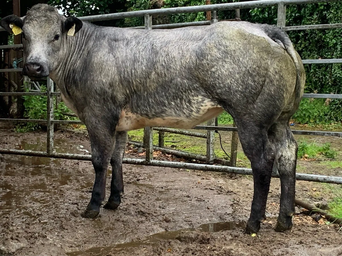 Super blue limousine heifer - Image 1