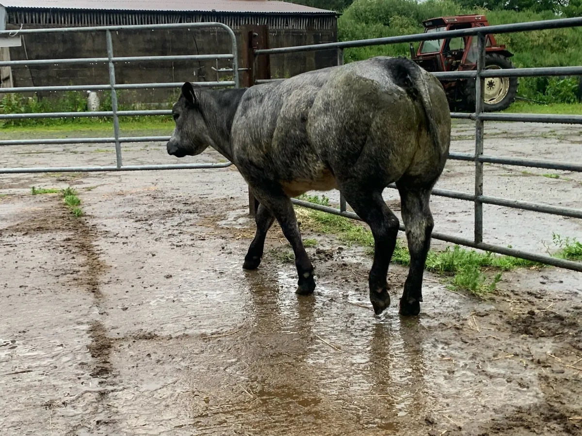Super blue limousine heifer - Image 2